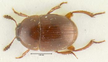 Media type: image;   Entomology 33316 Aspect: habitus dorsal view